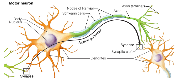 Motor Neuron Disease